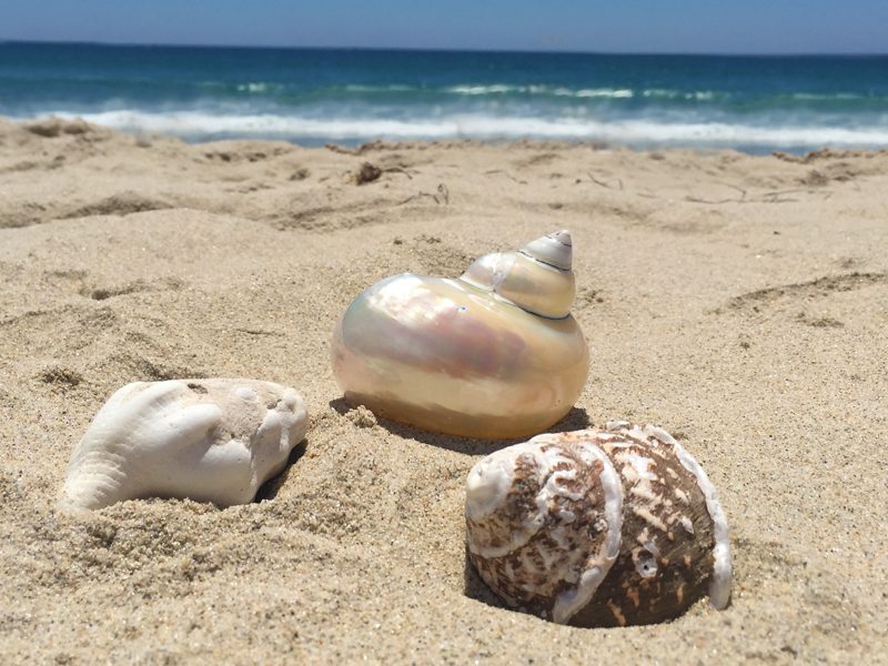 white shells by ocean sand
