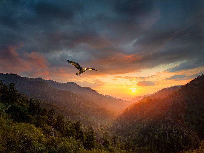 hawk sunset over hills and valley